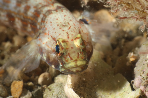 Golden Goby