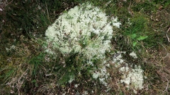 Cladonia portentosa image