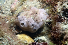 Lissoclinum perforatum