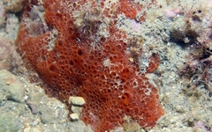 Phorbas fictitius