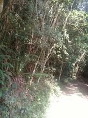 Merostachys