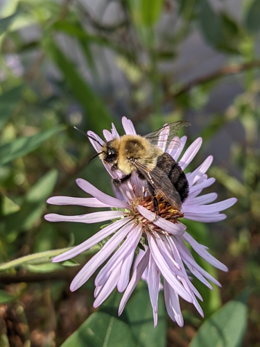 Ampelaster carolinianus image