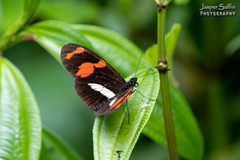 Heliconius telesiphe