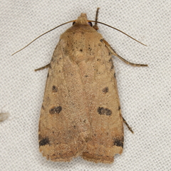 Abagrotis cupida
