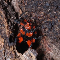 Tegea atropicta