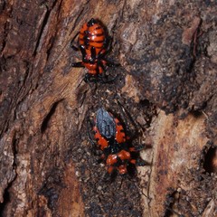 Tegea atropicta