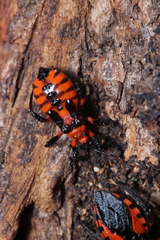 Tegea atropicta