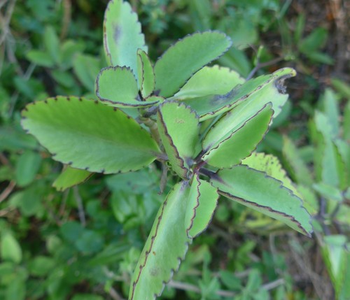 Kalanchoe pinnata image