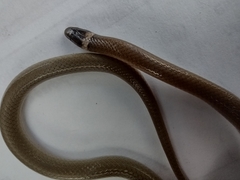 Tantilla