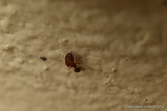 Pheidole pilifera
