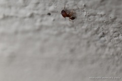 Pheidole pilifera