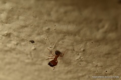 Pheidole pilifera