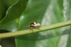 Chinavia marginata