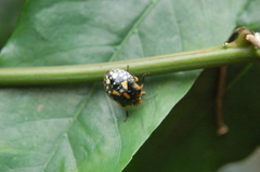 Chinavia marginata