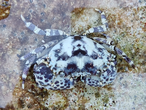 Playa la Genovesa