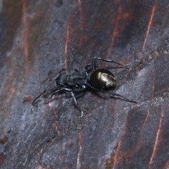 Polyrhachis erato
