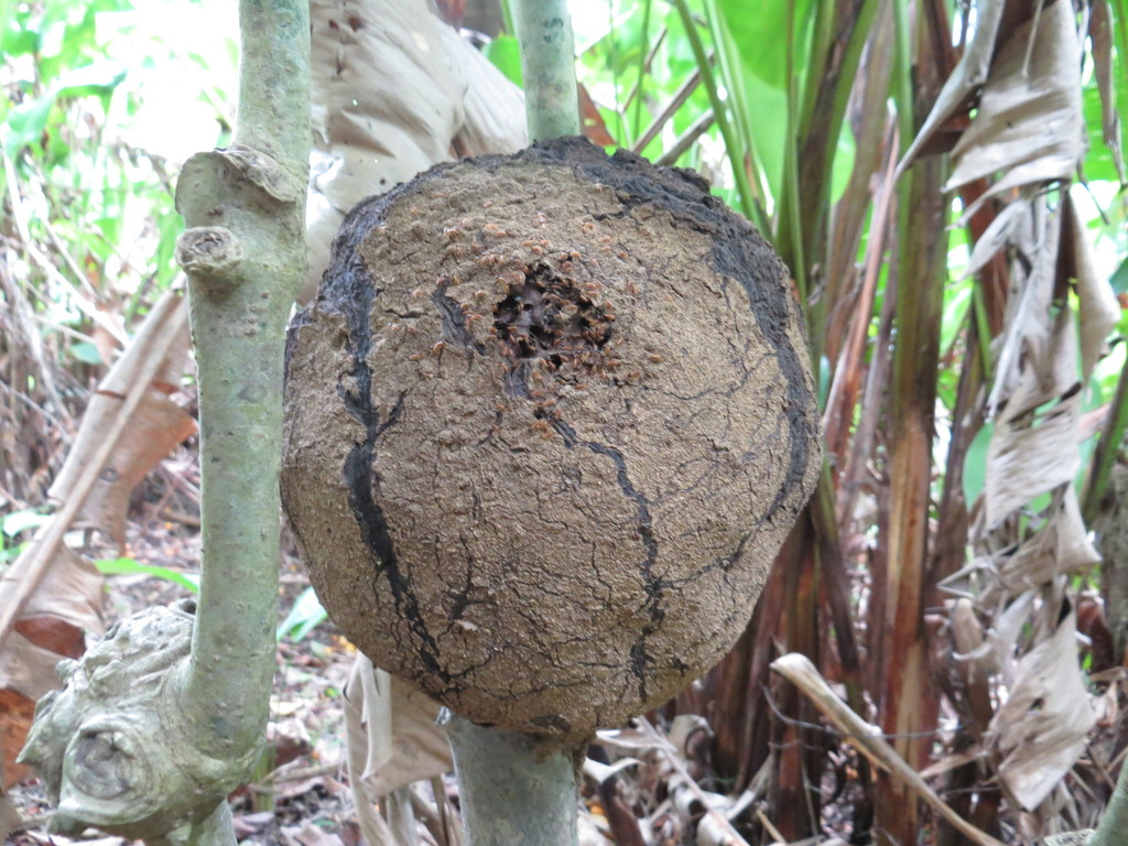 Nasutitermes ephratae from Charlotteville, Trinidad and Tobago on ...