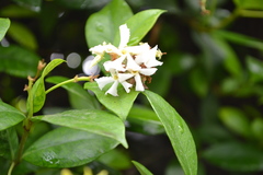 Jasminum grandiflorum