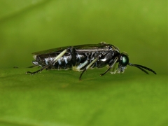 Macrophya albipuncta