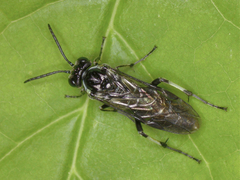 Macrophya albipuncta