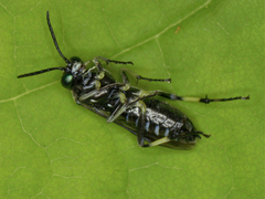 Macrophya albipuncta