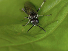 Macrophya albipuncta