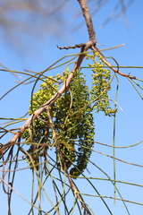 Hakea chordophylla