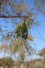Hakea chordophylla