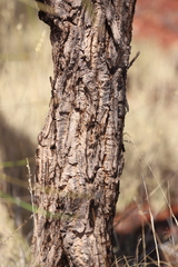 Hakea chordophylla