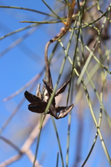 Hakea chordophylla