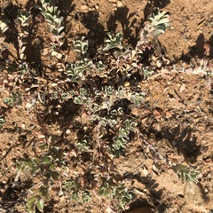 Atriplex coulteri