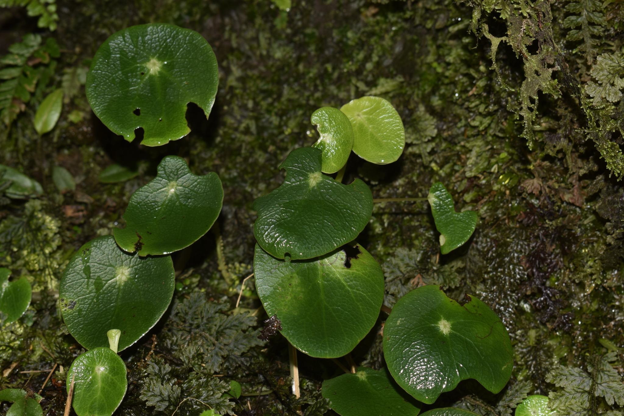 Peperomia tropeoloides image