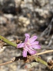 Stephanomeria cichoriacea