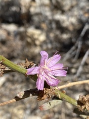 Stephanomeria cichoriacea