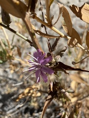 Stephanomeria cichoriacea