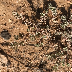 Atriplex coulteri