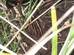 Leptodactylus gracilis