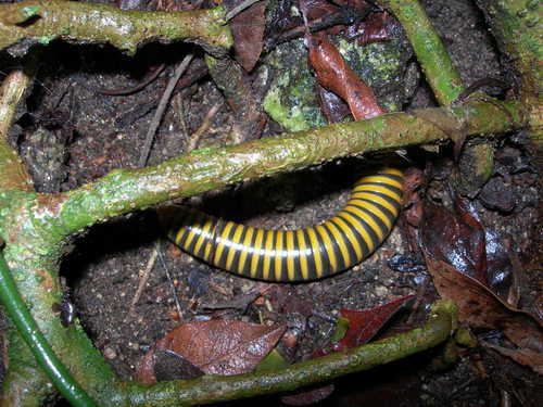 Messicobolus magnificus