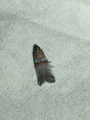 Acrobasis pallicornella