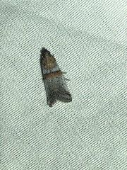 Acrobasis pallicornella