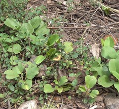 Byblia anvatara