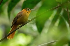 Philydor atricapillus