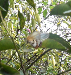 Acraea ranavalona
