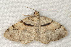 Xanthorhoe packardata