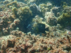 Stegastes rectifraenum