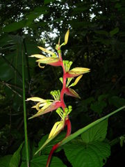 Heliconia subulata