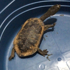 Hydromedusa maximiliani