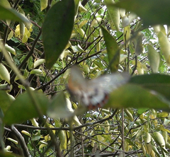 Acraea ranavalona