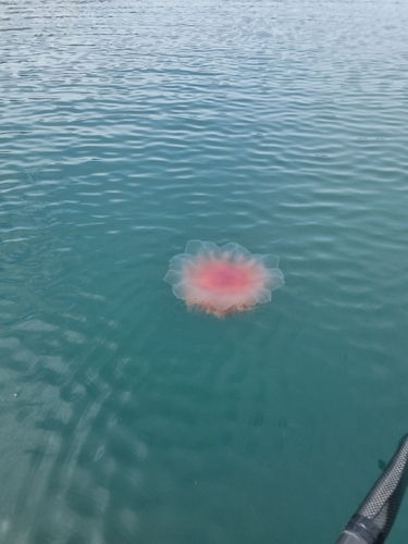 photo of Lion's Mane Jellies (Cyanea)