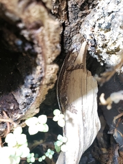 Rhacodactylus auriculatus